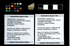 Foto (Objekt + Etikett) von Cracensigillatus gracilirostrus (Robins, Feldmann & Schweitzer, 2013)  (NHMW-GEO-1990-0041-4665a)